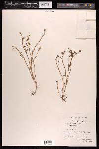Portulaca oleracea image