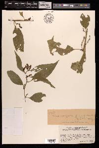 Deeringia polysperma image