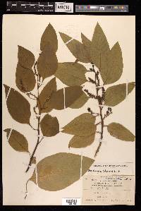 Deeringia amaranthoides image