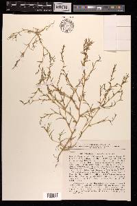 Petrosimonia triandra image
