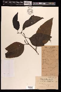Deeringia polysperma image