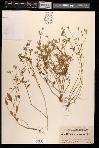 Psilotrichum trichotomum image