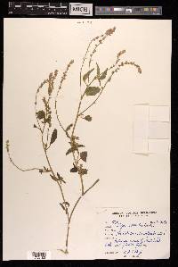 Digera arvensis image