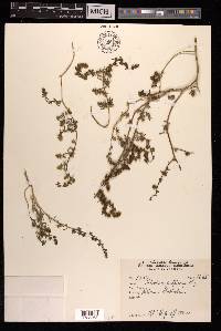 Halocharis hispida image