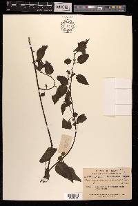 Deeringia amaranthoides image