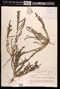Suaeda acuminata image