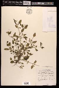 Nothosaerva brachiata image