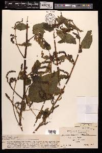 Deeringia polysperma image