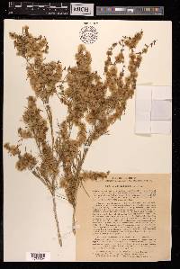Salsola richteri image