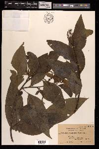 Deeringia polysperma image