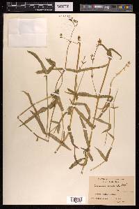 Arenaria paniculata image