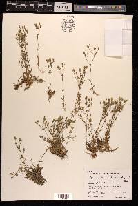 Minuartia kashmirica image