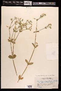 Cerastium fontanum var. angustifolium image