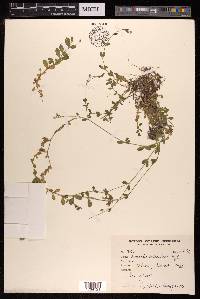 Arenaria orbiculata image