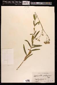 Gypsophila oldhamiana image