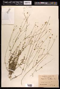 Arenaria trichotoma image