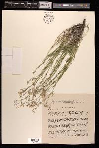 Gypsophila patrinii image