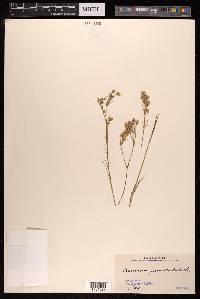 Eremogone juncea image