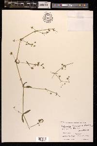 Lepyrodiclis holosteoides image
