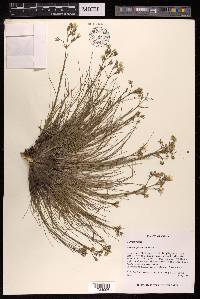 Eremogone juncea image