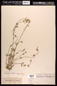 Cerastium brachypetalum image