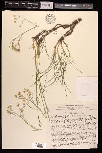 Eremogone saxatilis image