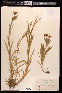 Dianthus superbus image