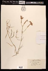 Dianthus pygmaeus image