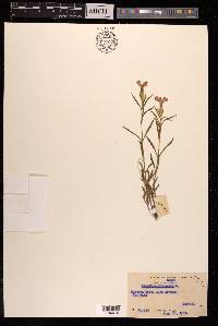 Dianthus chinensis image