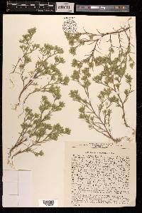 Minuartia meyeri image