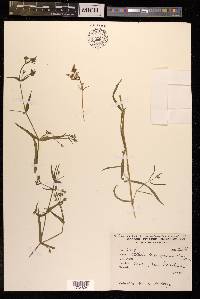 Lepyrodiclis holosteoides image