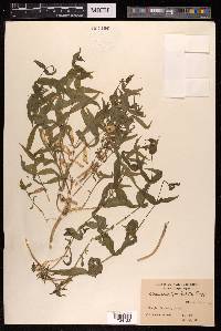Arenaria paniculata image