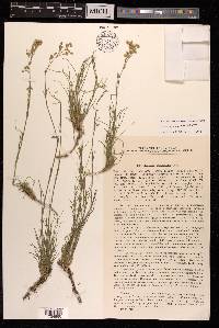 Eremogone saxatilis image
