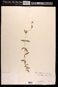 Cerastium indicum image