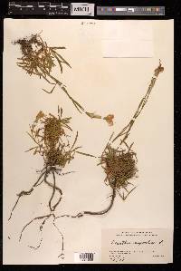 Dianthus superbus image