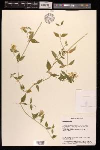 Silene baccifera image