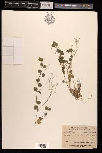 Drymaria cordata image