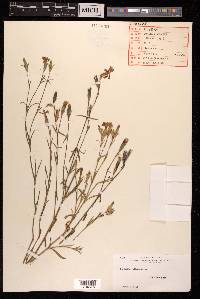 Dianthus chinensis image