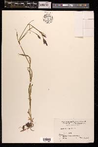 Dianthus superbus image