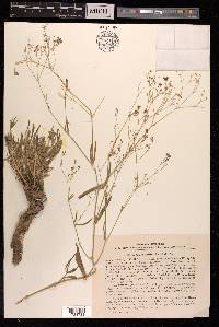 Gypsophila patrinii image