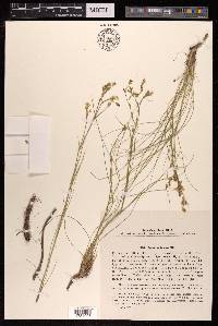 Eremogone juncea image