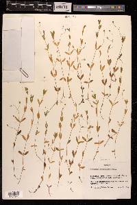 Moehringia lateriflora image