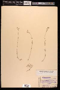 Minuartia kashmirica image