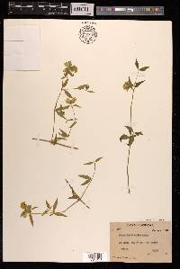 Silene baccifera image