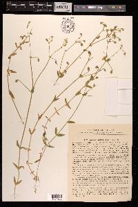 Cerastium furcatum image