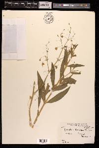 Gypsophila porrigens image