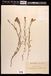 Dianthus chinensis image