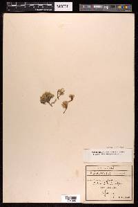 Cherleria sedoides image