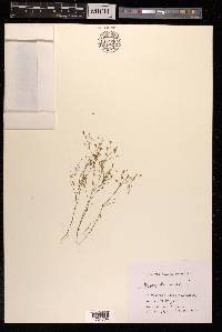 Gypsophila muralis image