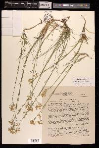 Eremogone saxatilis image